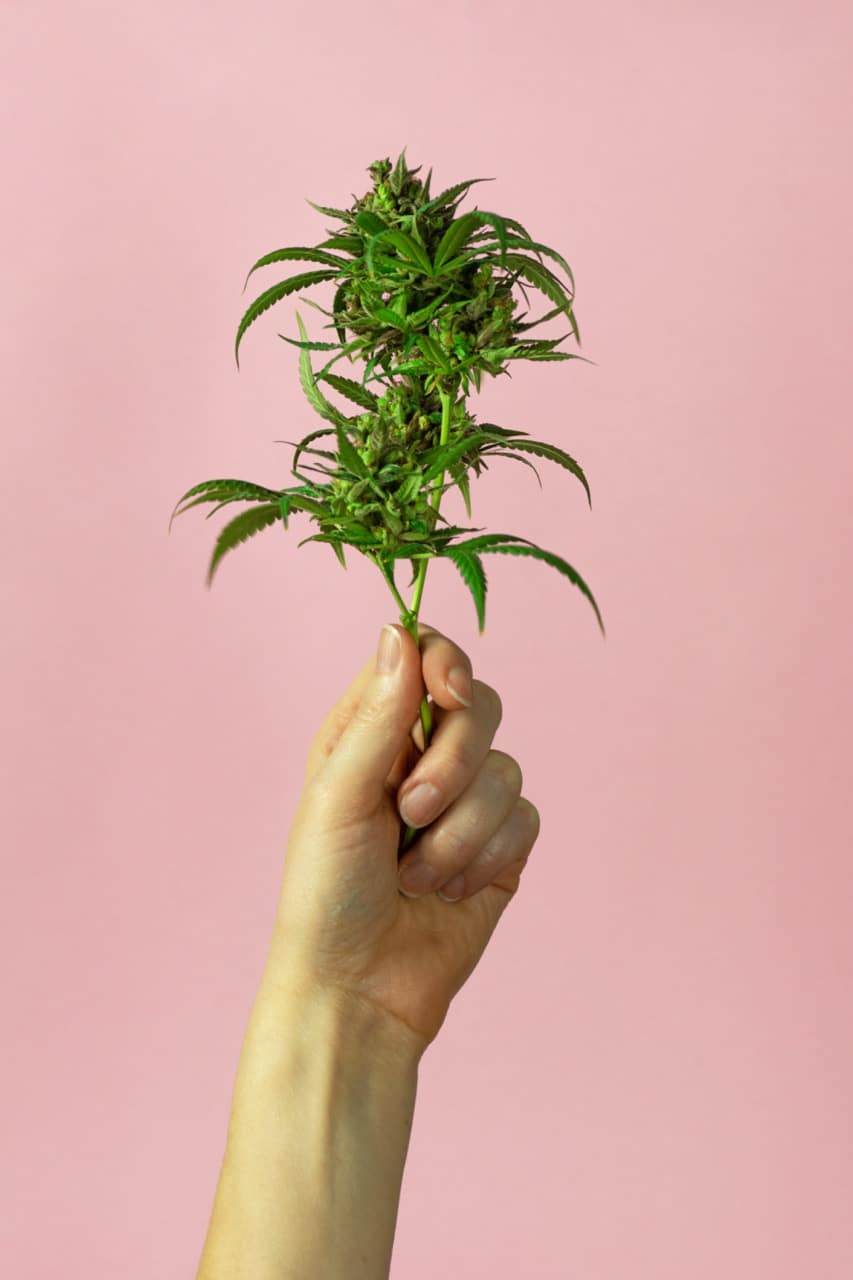 person holding cannabis leaf